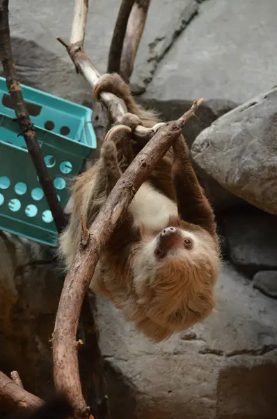 Sloth Branch — Stock Photo, Image