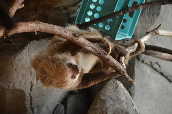 Sloth Sur Une Branche — Photo