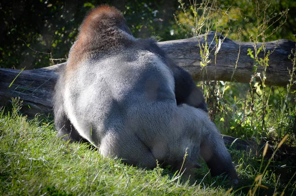 Western Lowland Gorilla Outdoors — Stock Photo, Image