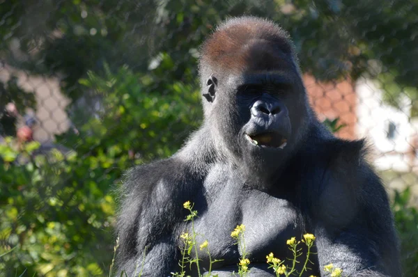 Açık havada batı ova goril