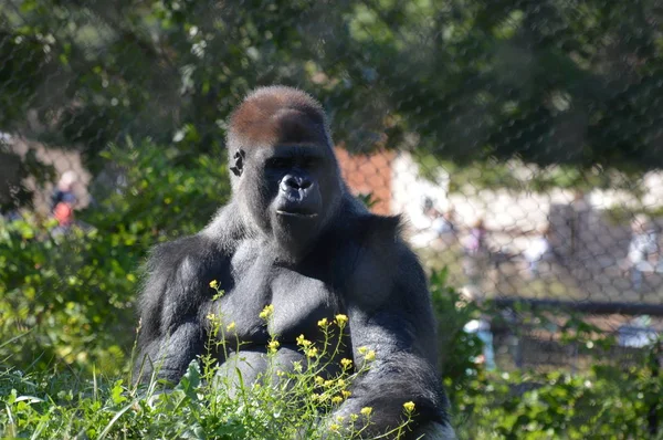 Açık havada batı ova goril