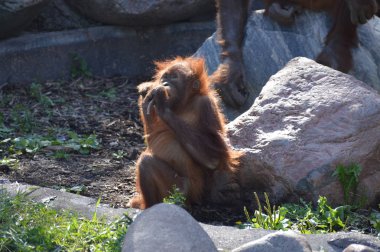 Açık havada orangutan.
