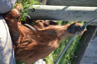 Açık havada orangutan.