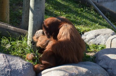 Açık havada orangutan.