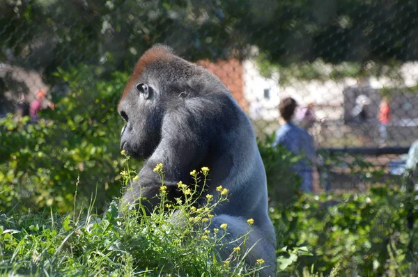 Western Lowland Gorilla Outdoors — Stock Photo, Image