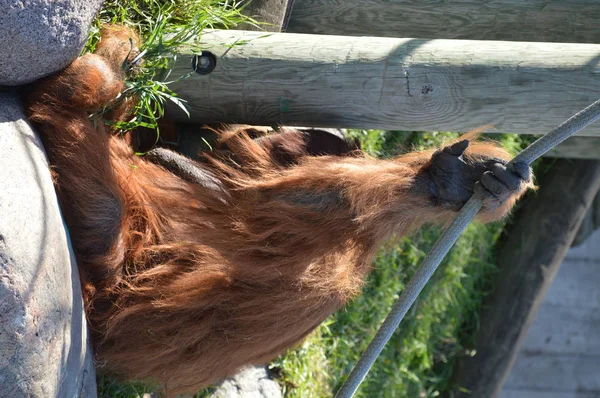 Orangutang Utomhus — Stockfoto