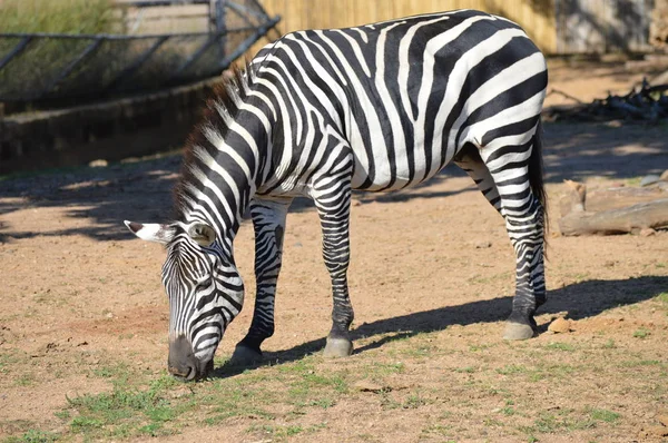 Zebra Freien — Stockfoto