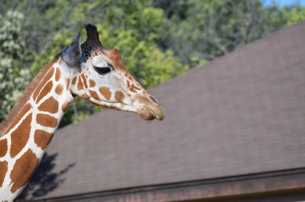 Açık Havada Zürafa — Stok fotoğraf