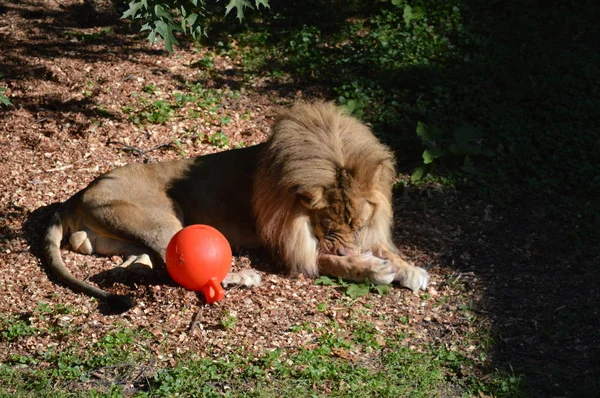 Lion Laying Ground — Stock Photo, Image