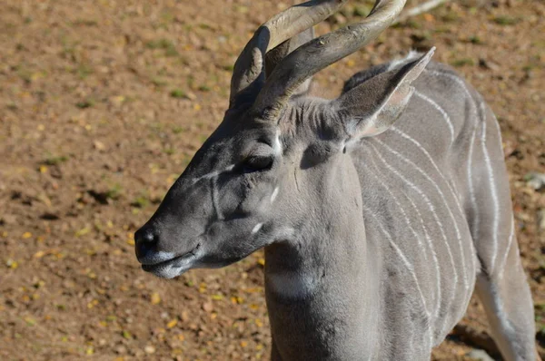 Kudu — 图库照片