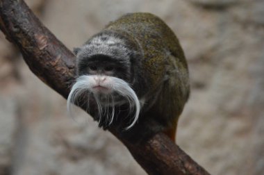 Emperor tamarin dal