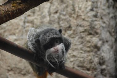 Emperor tamarin dal