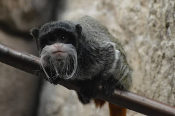 Emperador Tamarin Una Rama — Foto de Stock