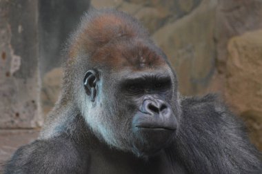 Yerde oturan bir batı ova goril