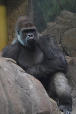 Yerde oturan bir batı ova goril