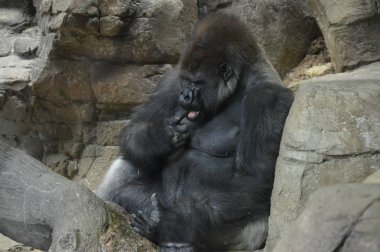 Yerde oturan bir batı ova goril