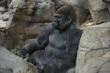 Yerde oturan bir batı ova goril