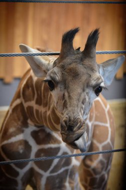 Bir zürafaya yaklaş.