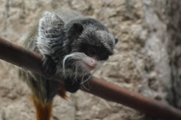 Macaco-sagui Numa árvore Na Natureza Imagem de Stock - Imagem de verde,  comum: 263090543