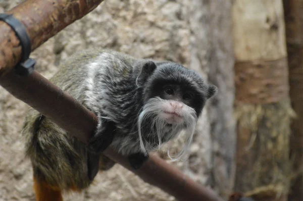 Emperador Tamarin Una Rama — Foto de Stock