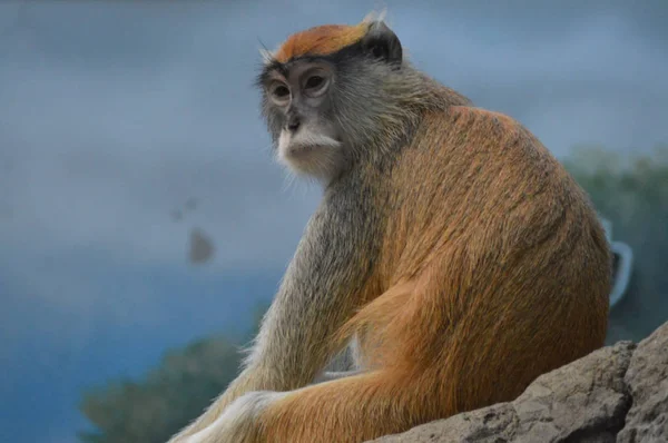 Patas Opice Sedící Skále — Stock fotografie
