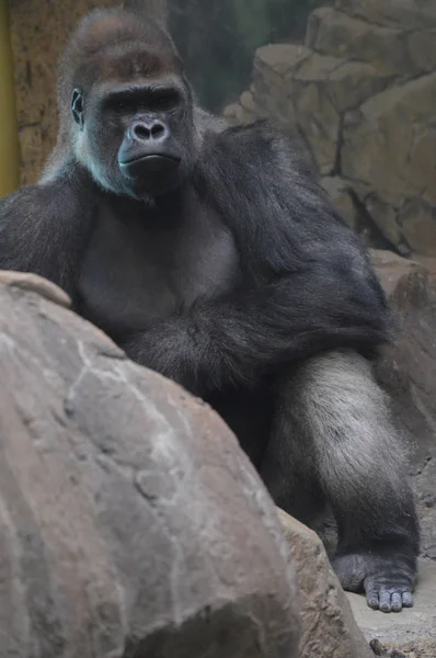 Gorila Tierras Bajas Del Oeste Sentado Suelo — Foto de Stock