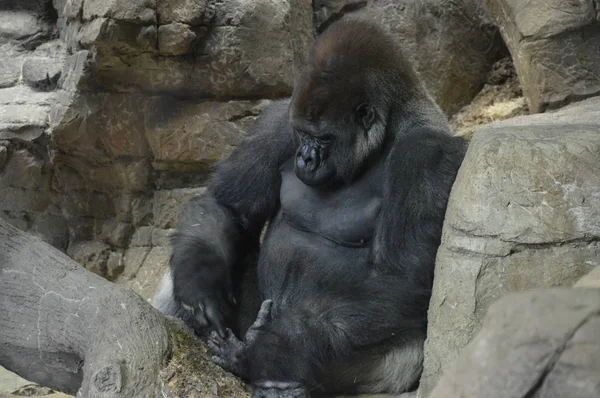 Ein Westlicher Flachlandgorilla Sitzt Auf Dem Boden — Stockfoto