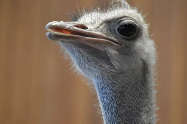 Close Ostrich — Stock Photo, Image