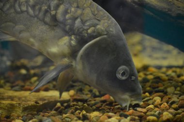 Sazan balık suyun altında içinde belgili tanımlık tank