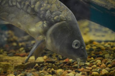 Sazan balık suyun altında içinde belgili tanımlık tank