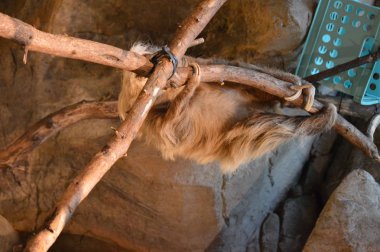 Baş aşağı asılı bir dalda tembellik