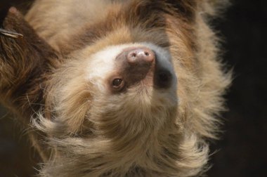 Baş aşağı asılı bir dalda tembellik