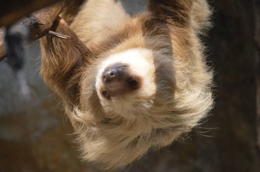 Baş aşağı asılı bir dalda tembellik