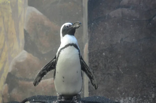 Pinguin Steht Auf Einem Felsen — Stockfoto