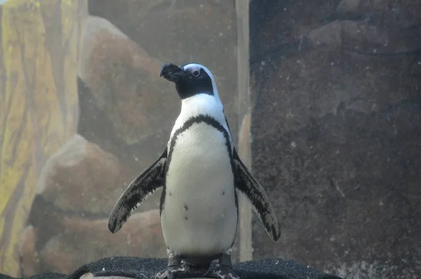 Pinguin Steht Auf Einem Felsen — Stockfoto