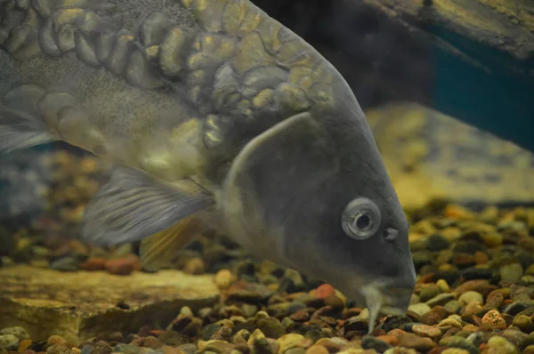 Karpfenfisch Unter Wasser Becken — Stockfoto
