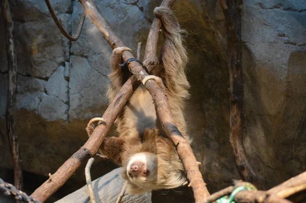 Faultier Hängt Kopfüber Einem Ast — Stockfoto