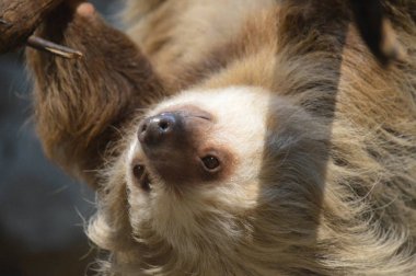 Baş aşağı asılı bir dalda tembellik