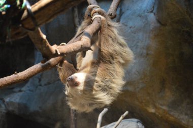 Baş aşağı asılı bir dalda tembellik
