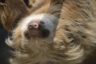 Baş aşağı asılı bir dalda tembellik