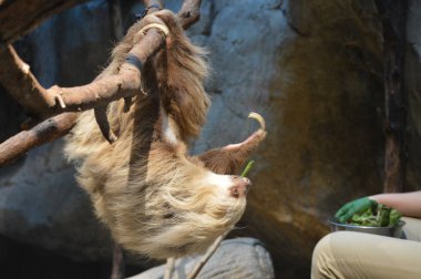 Bir daldan asılı tembellik