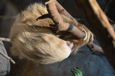 Bir daldan asılı tembellik