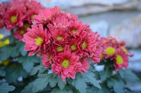 Chrysanthemum in the garden