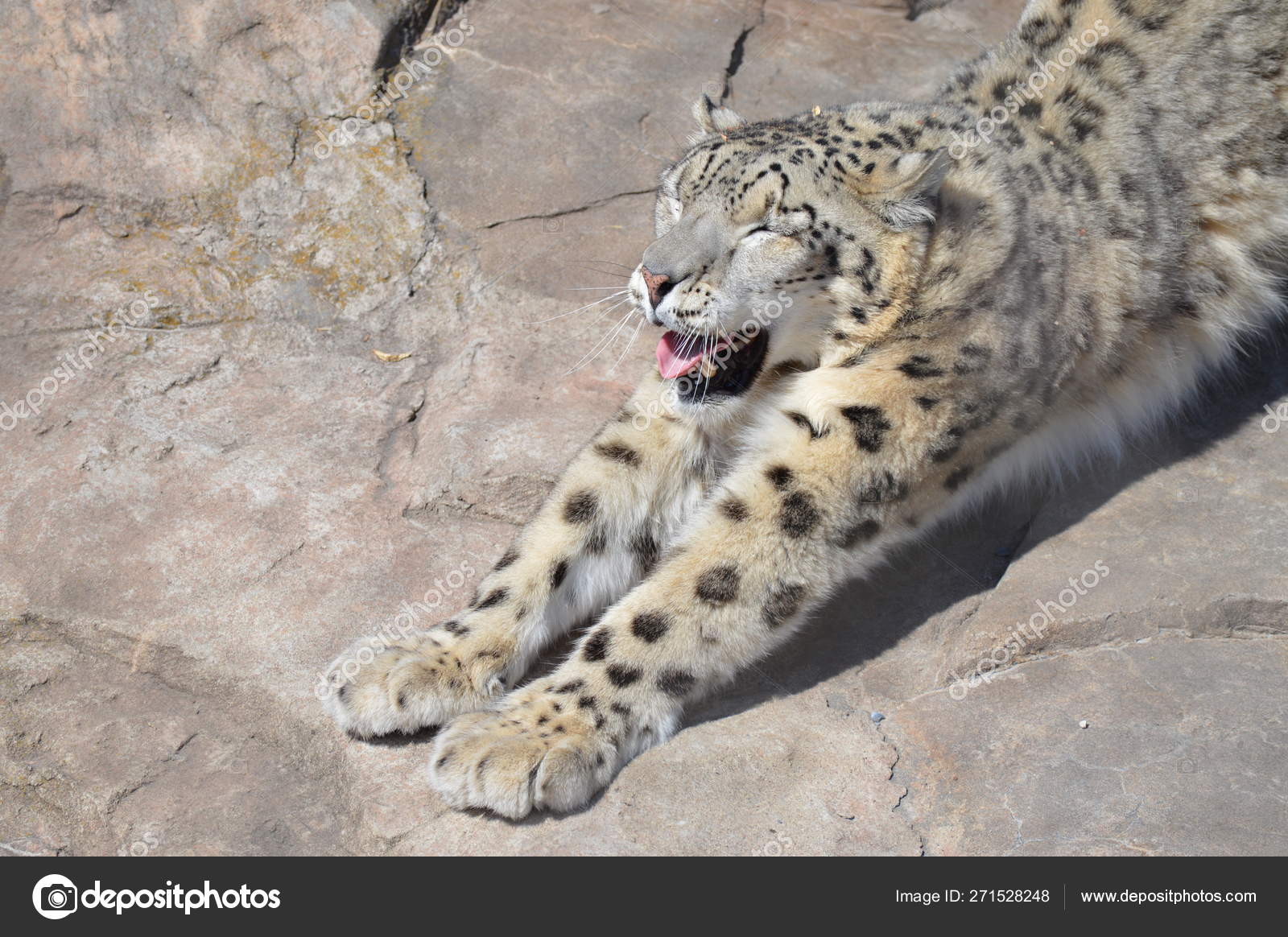 Snow Leopard Outdoors Rock Stock Photo By C Trek13