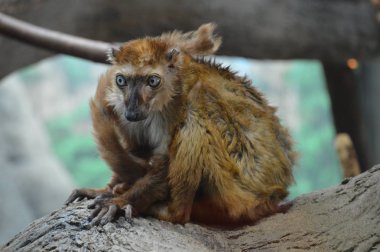 Bir dal üzerinde oturan mavi gözlü lemur