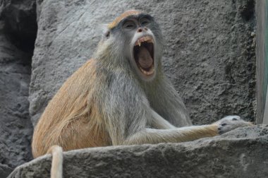 Bir kayaya oturan patas maymun