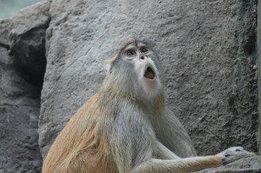 Bir kayaya oturan patas maymun