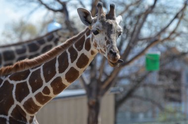 Yaz aylarında açık havada bir zürafa