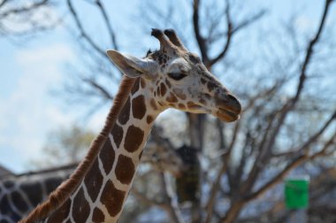 Yaz aylarında açık havada bir zürafa