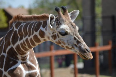 Yaz aylarında açık havada bir zürafa